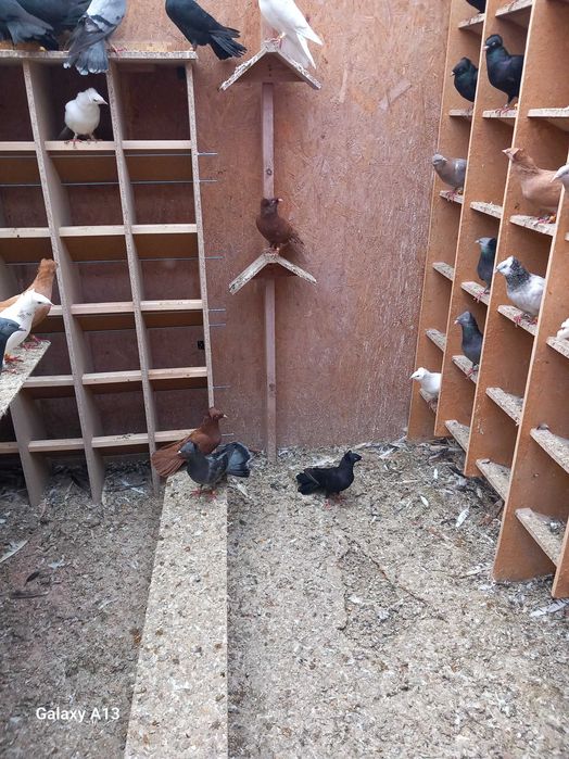 Sokoły gdańskie - sokół gdański