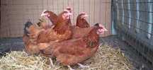 Kury Nioski ROSA 1 kurki kolorowe Dominant Leghorn Messa z jajkiem