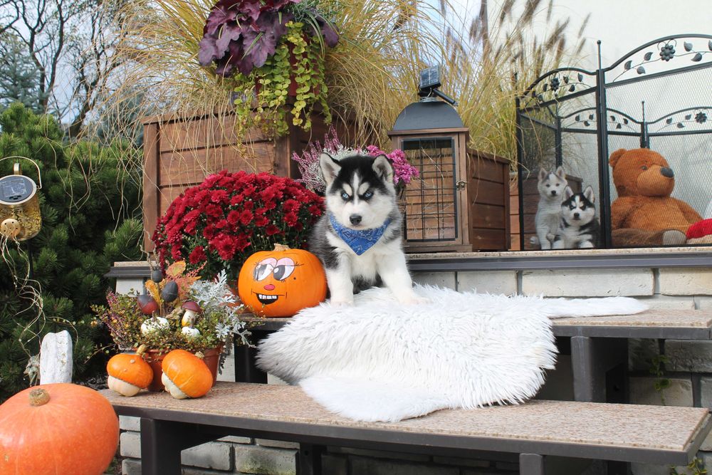 Siberian husky- Piesek z niebieskimi oczkami