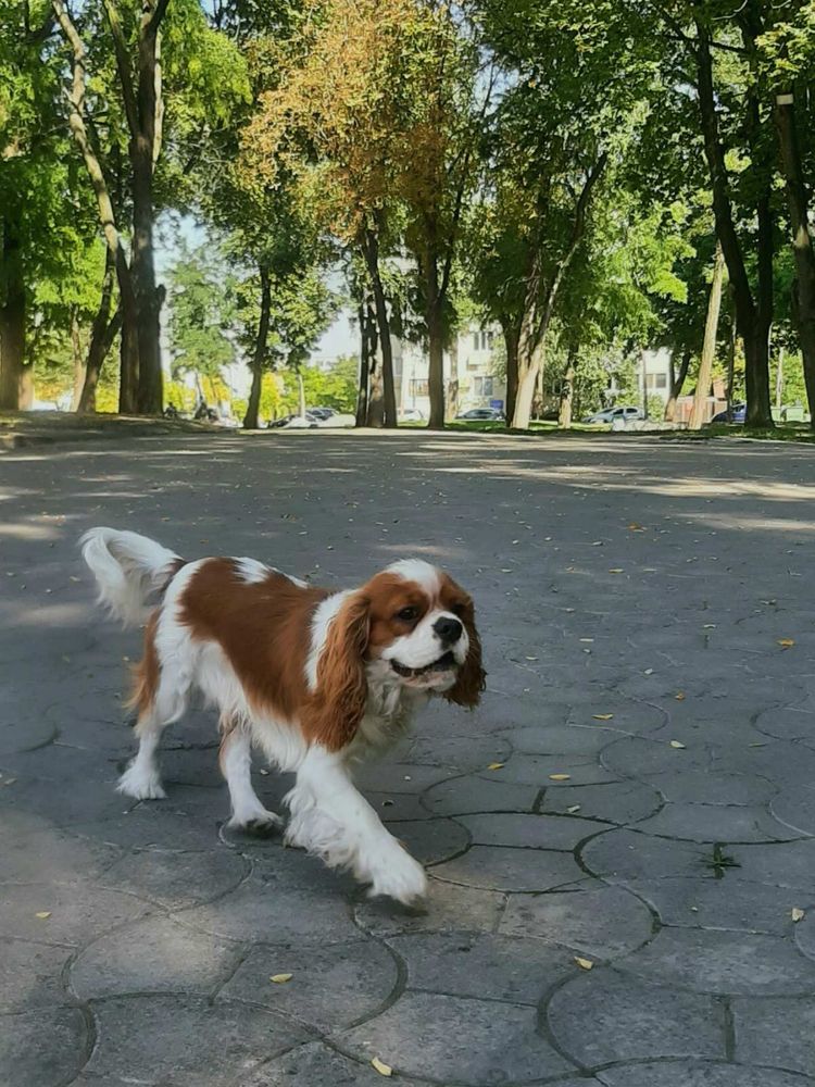 Вязка кавалер кинг чарльз спаниель