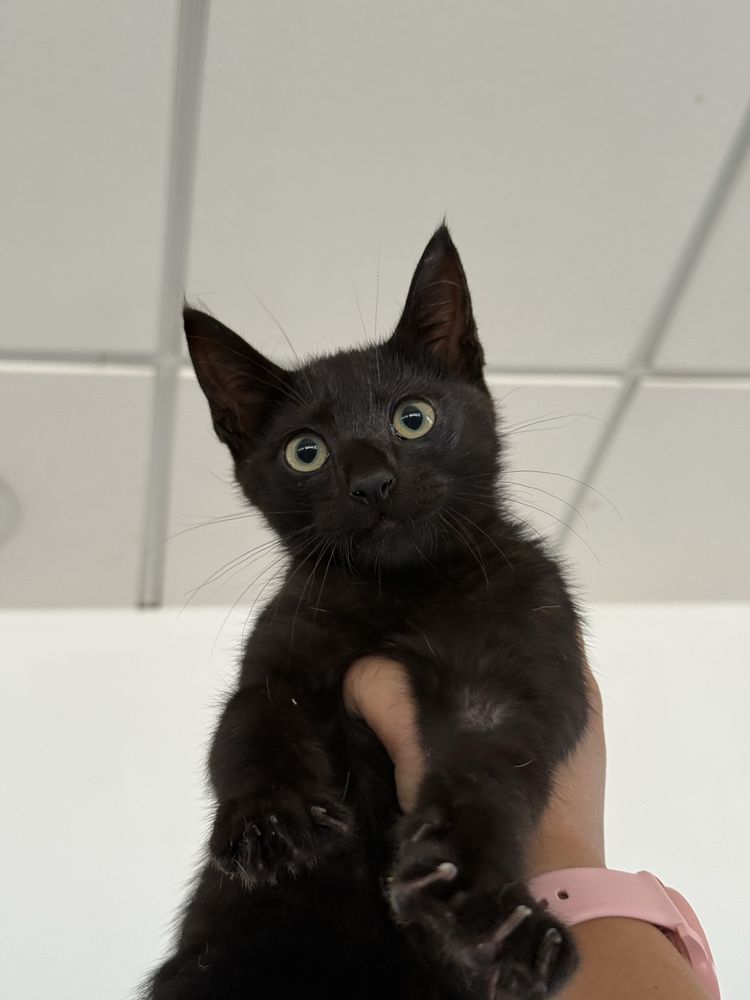 Gatinho 2 meses para adoção