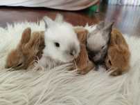 Mini lop miniaturki