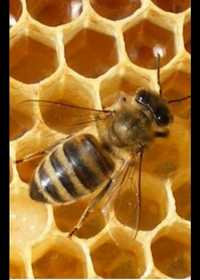 Бджолопакети відводки