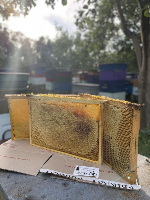 Мед 2025 року із своєї пасіки