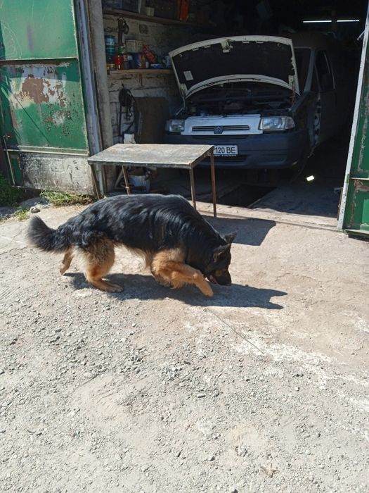 Щенки немецкой овчарки,чистокровки,31.10.25,