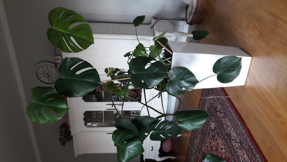 Kwiat Monstera duży