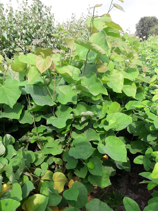 Judaszowiec kanadyjski - Cercis canadensis sadzonki