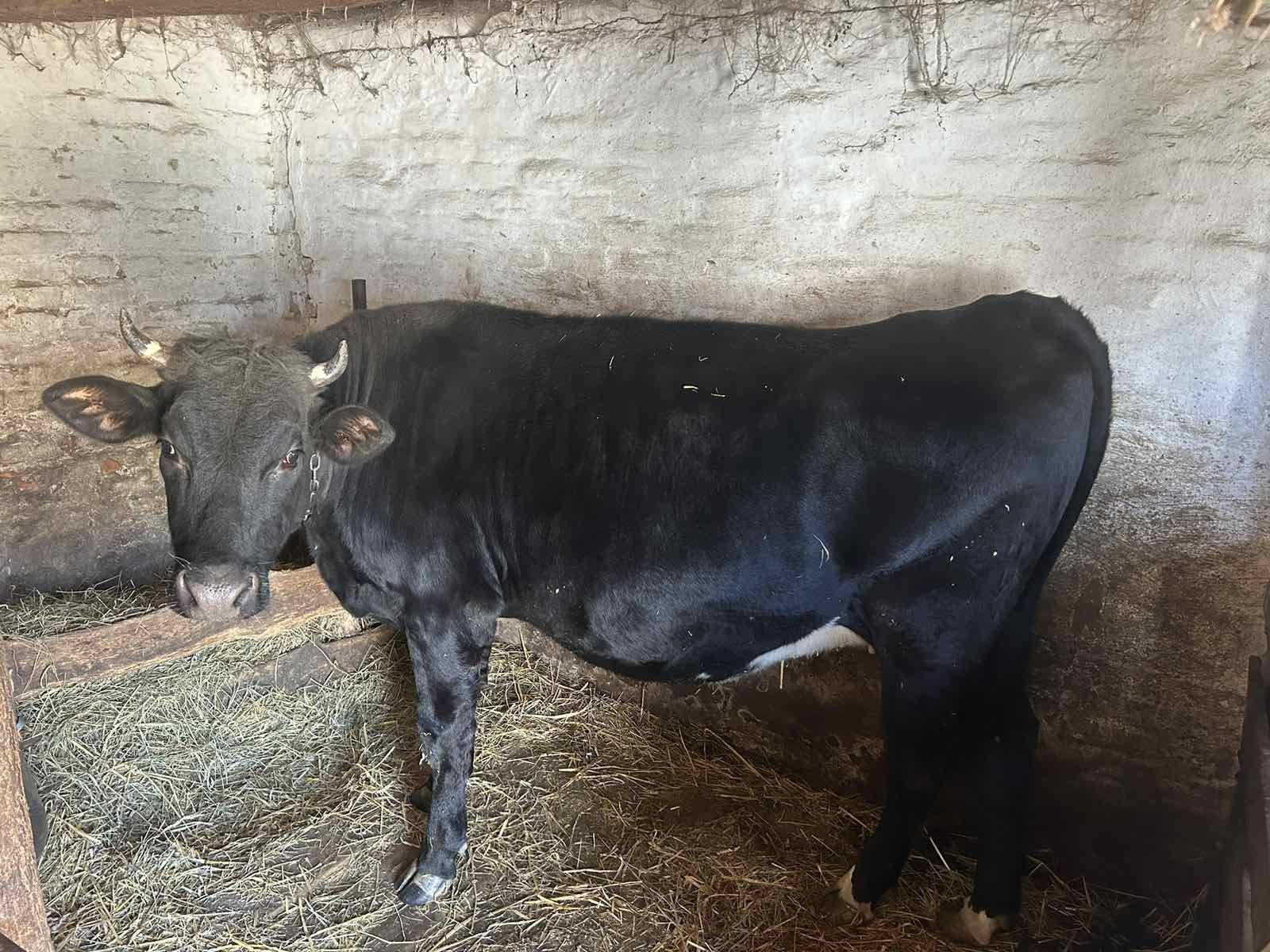 Телиця, 8 місяців тільності