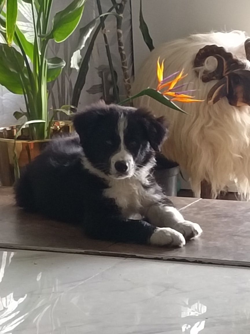 Piesek Border collie