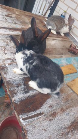 Кролики породи Полтавський Строкач