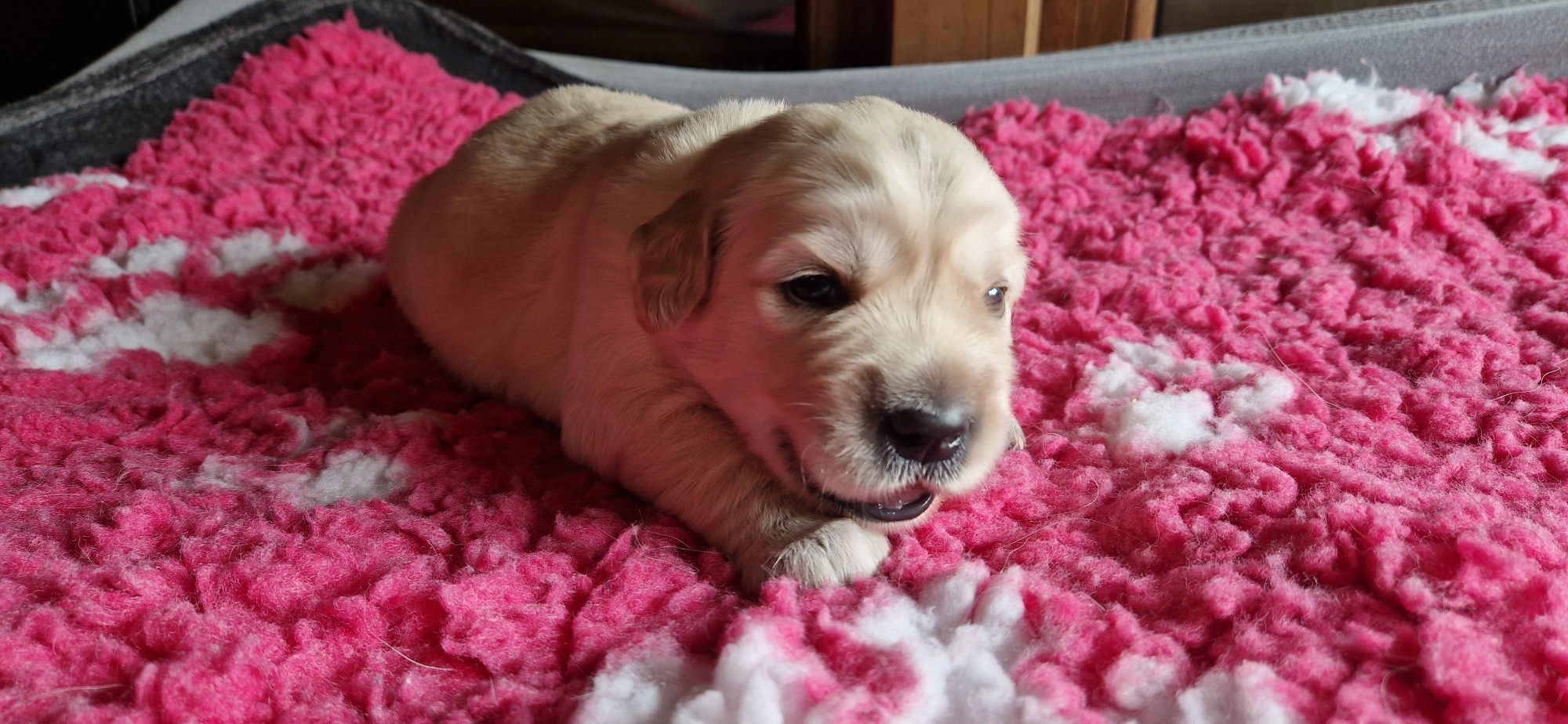 Golden Retriever FCI, piesek