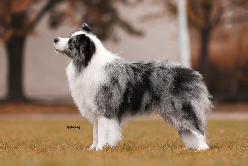 Border collie reproduktor FCI Champion PL