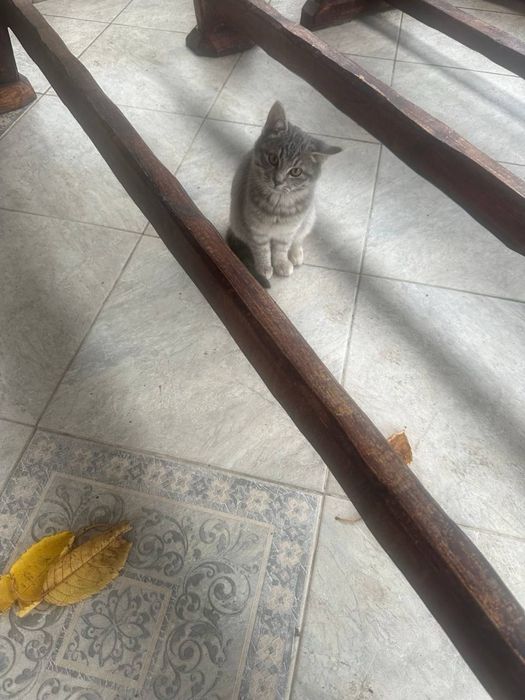 Бесплатно котетки