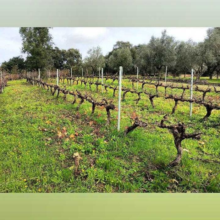 Jardineiro particular limpezas manutenção jardins terrenos . Pintura