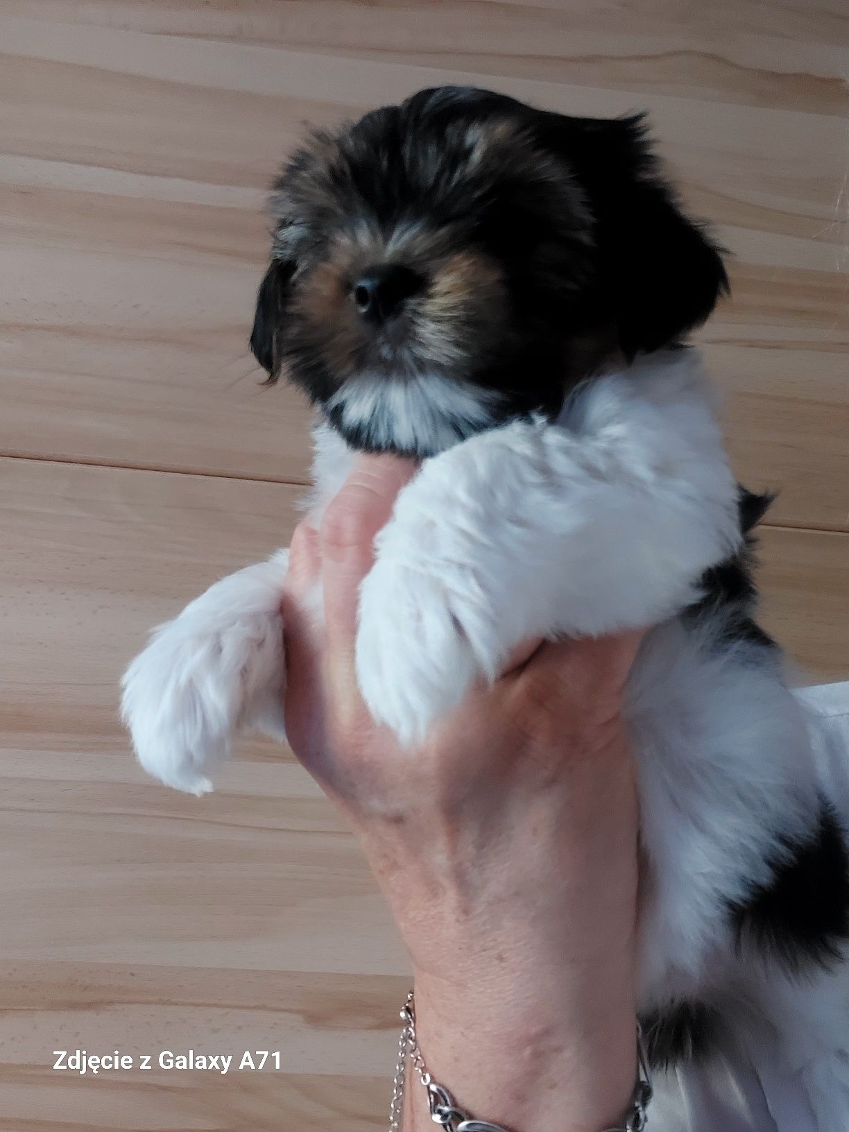 YORK suczka REZERWACJA rozmiar XXS yorkshire terrier biewer miniaturka