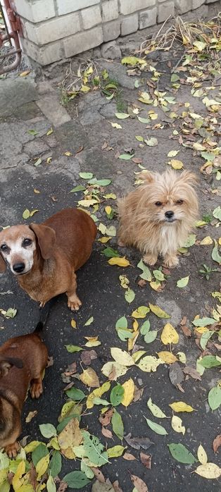Віддам в добрі руки цуценя такси