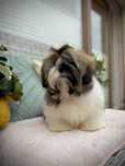 Shih tzu suczka ZKwP FCI