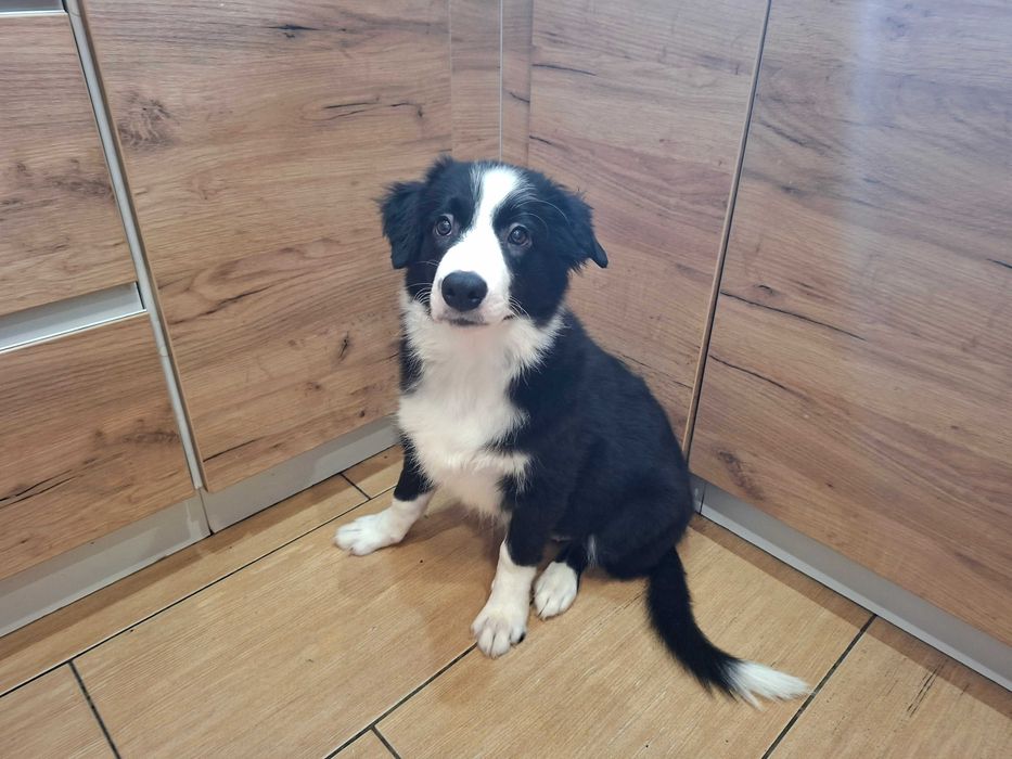 Border Collie szczeniak piesek:-) piękny