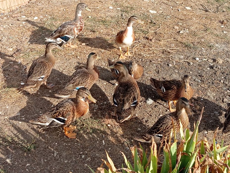 Aves Ornamentais Patos Reais