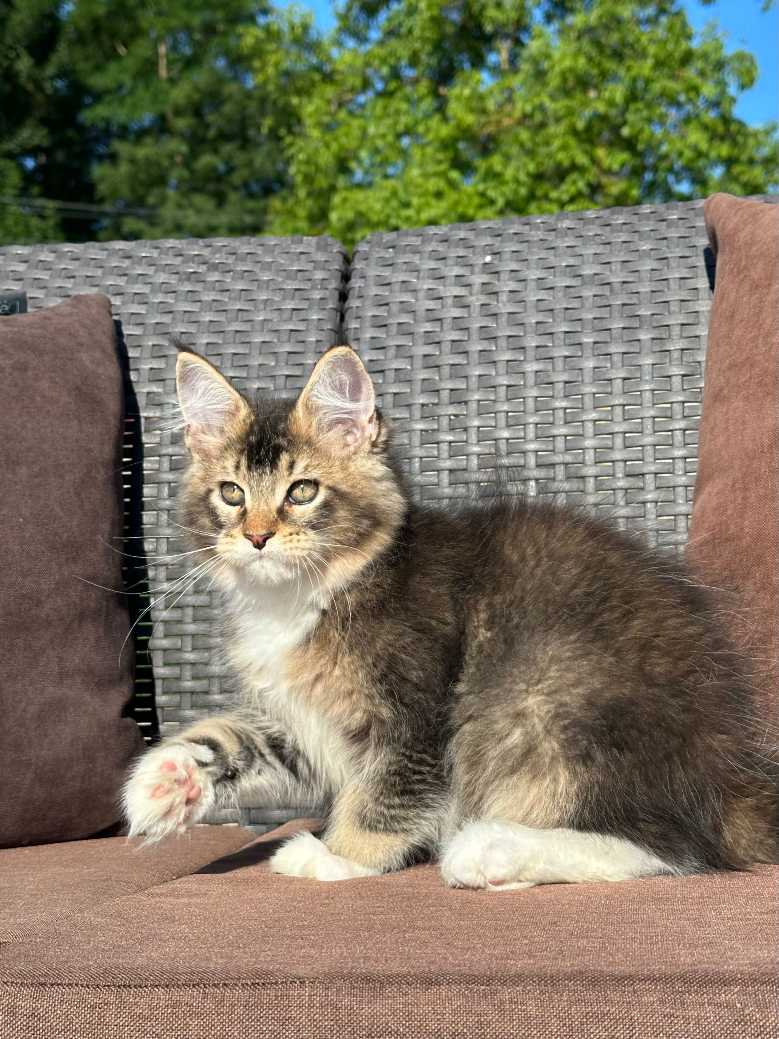 Stark-kocurek Maine Coon