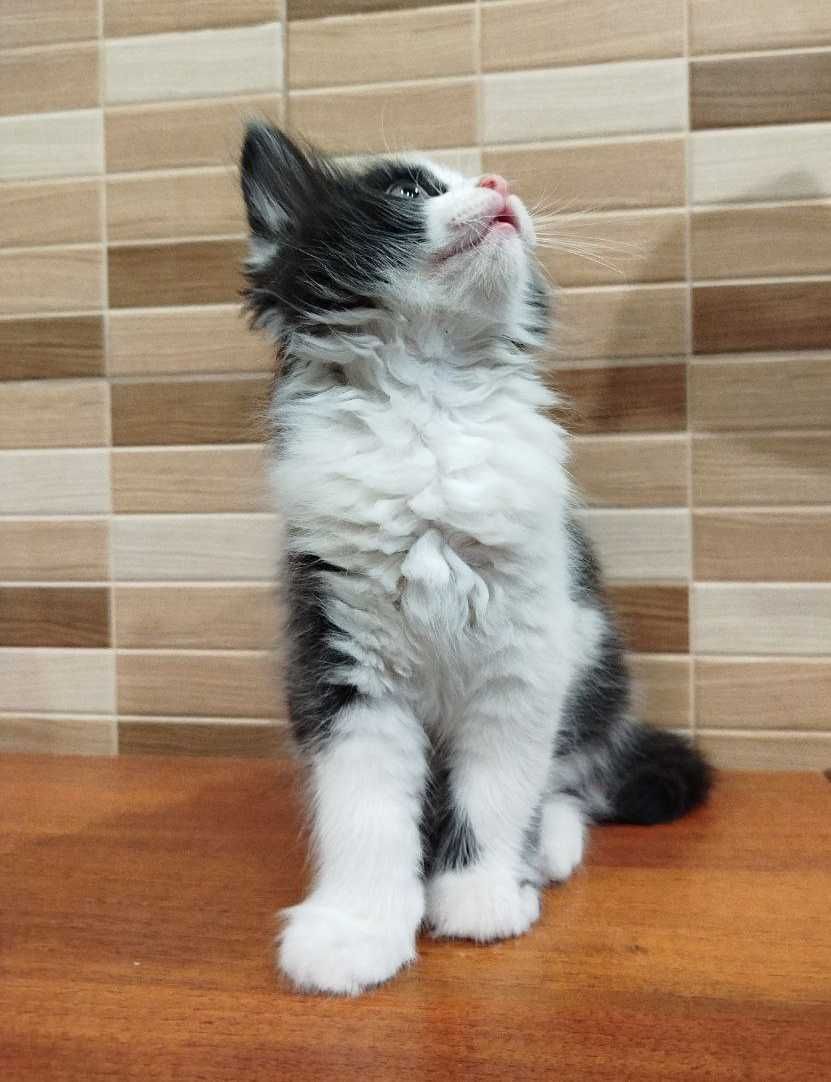 Кошенятка добрим людям в добрі руки! Саме для Вас)