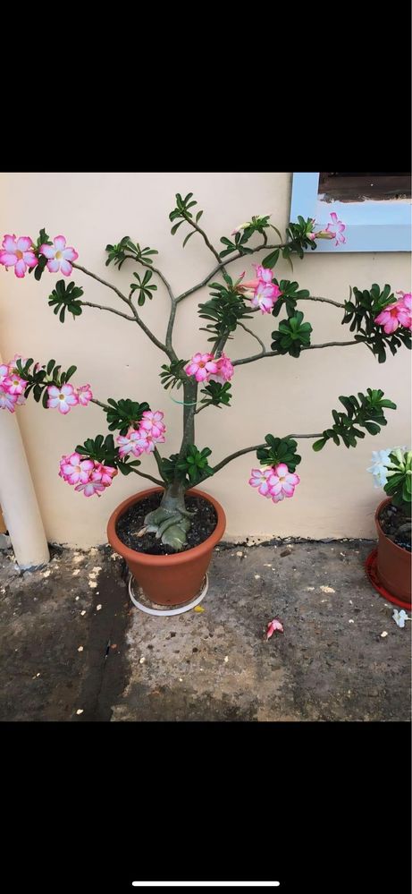 Ogromne Adenium Obesum wysokosc okolo 180 cm