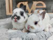 Hipoalergiczny mini rex trójbarwny, karzełek, króliczek miniaturka