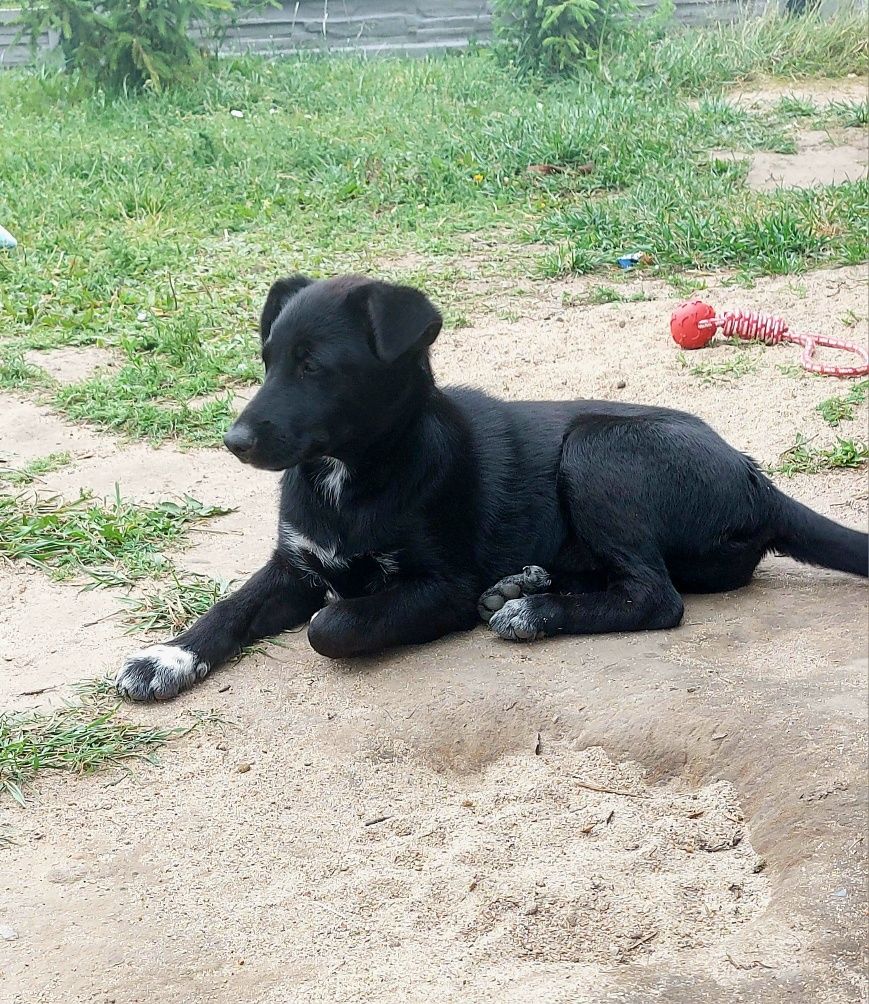 Luna i Krowka szukają domów