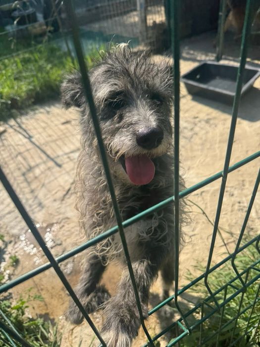 Cão tranquilo meigo