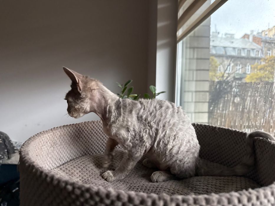 Dziewczynka Devon Rex niebieska