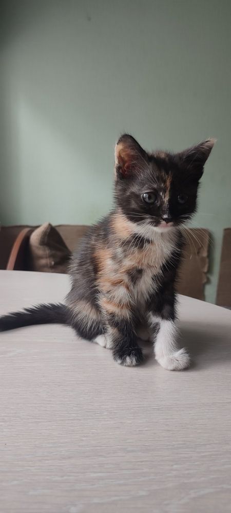 Котенята в добрі руки