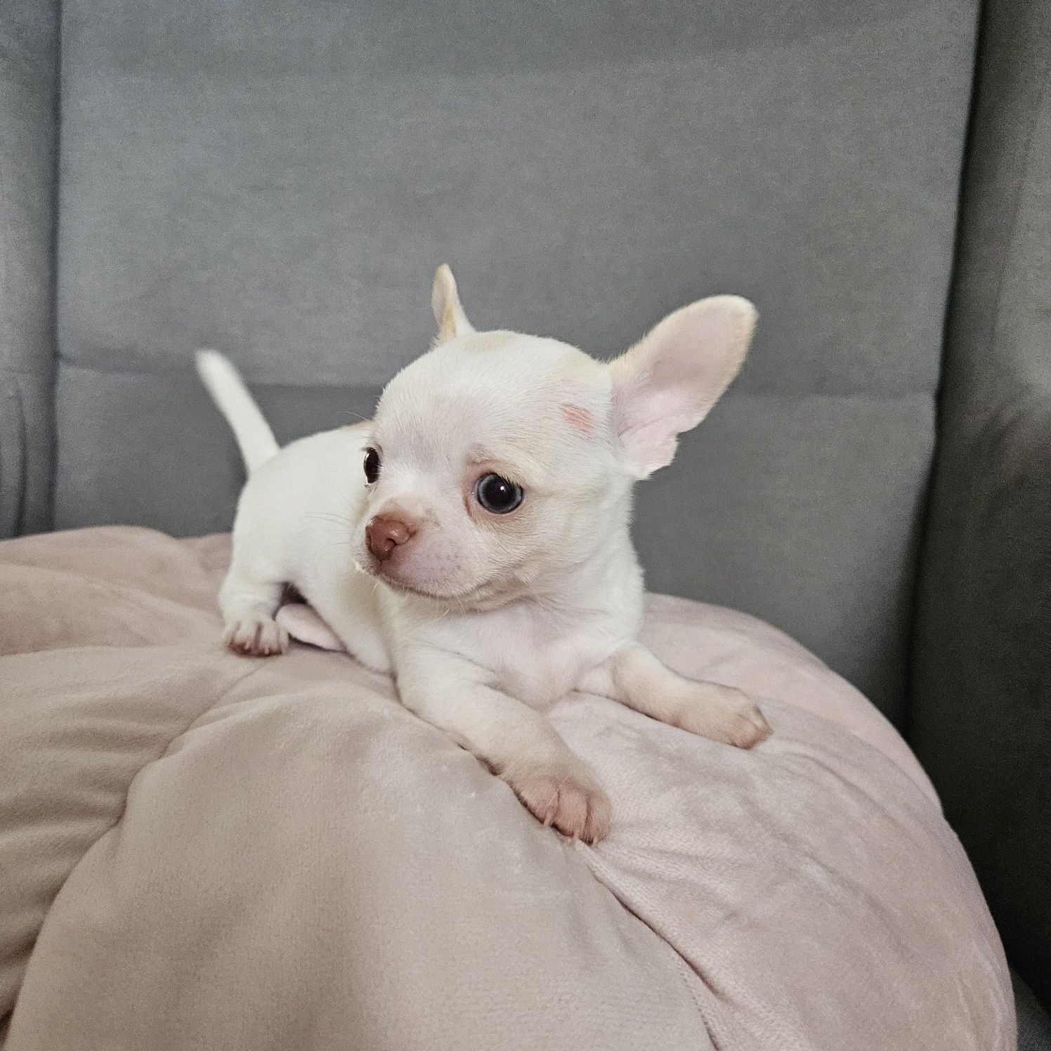 Chihuahua krótkowłosy piekny biały pies po rodzicach FCI