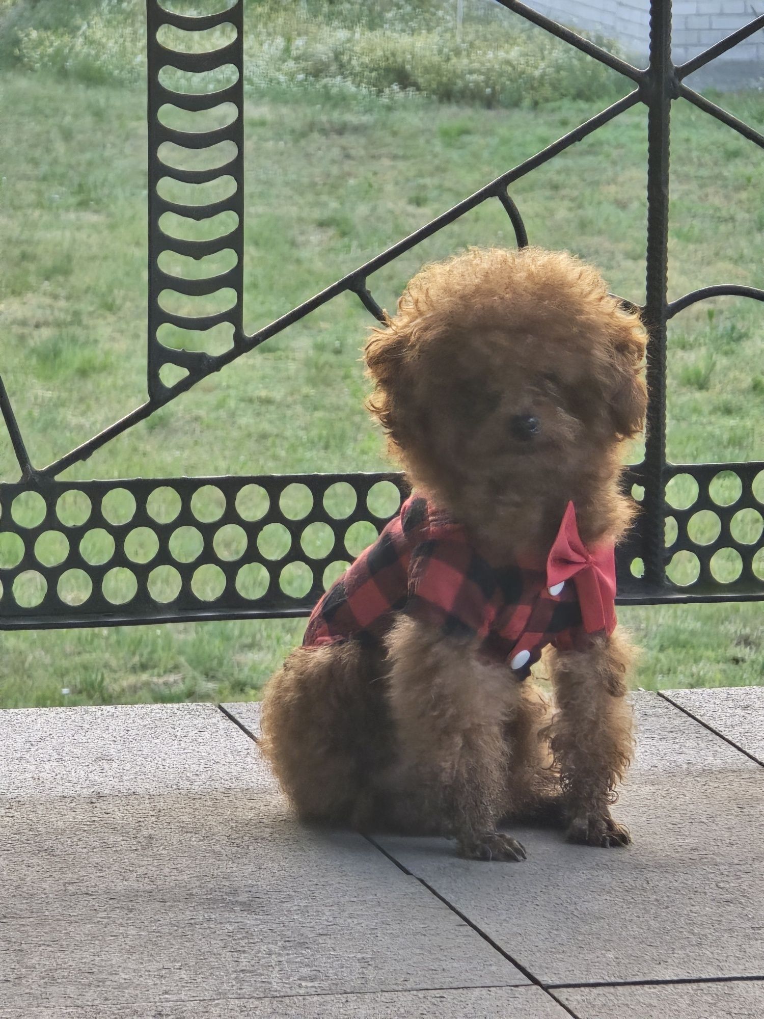 Maltipoo suczka hybryda pudel toy maltanczyk