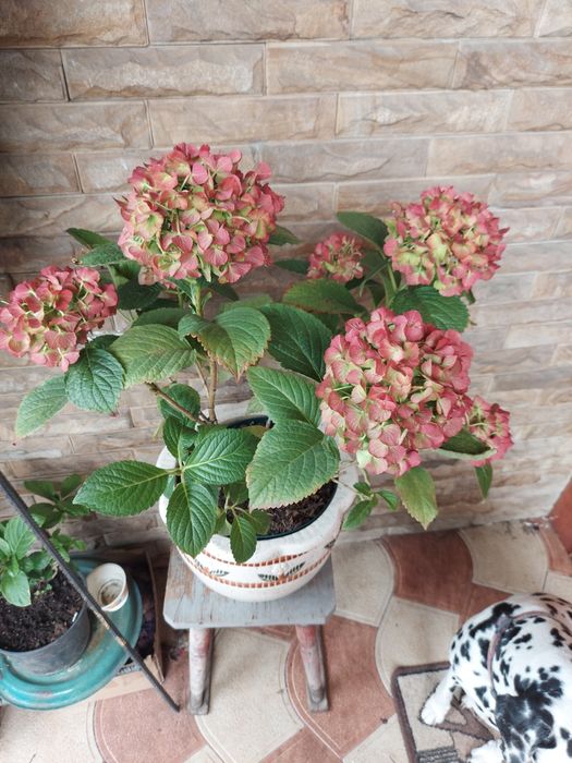 Подарунки до дня вчителя