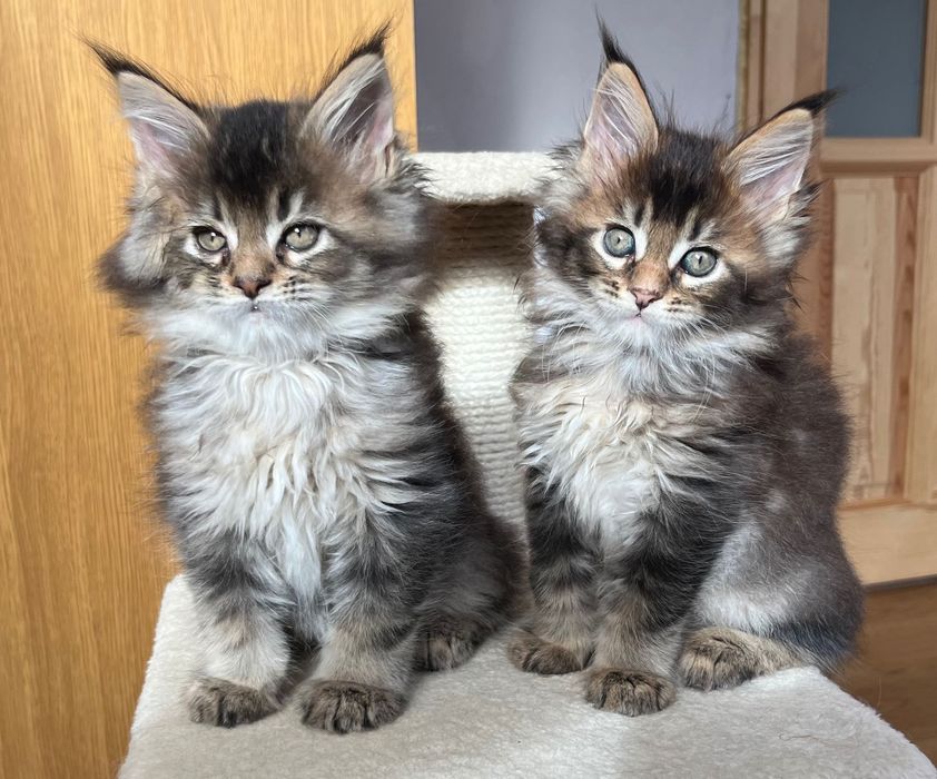 Magiczny CZARNY TICKED kocurek Maine Coon, kochany, ciekawski miziak