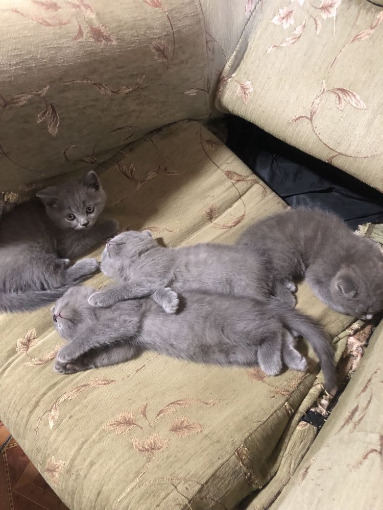 Висловухі і прямовушкі британці кошенята