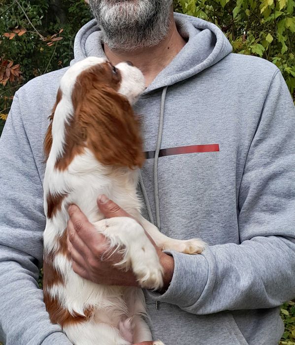 Cavalier king Charles Spaniel ZKwP FCI piesek WIKO