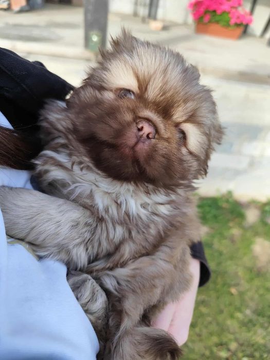 Piesek Pekinczyk Suczka