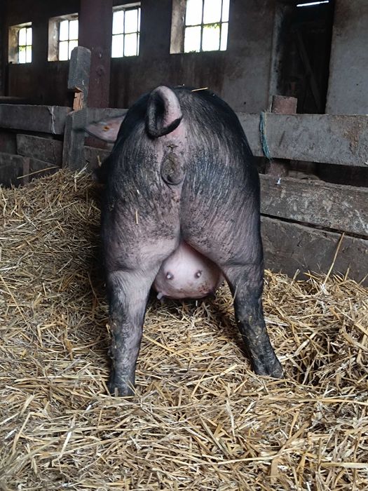 Loszka wysokoprośna  sprzedam