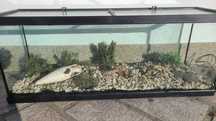 Aquario completo 120L