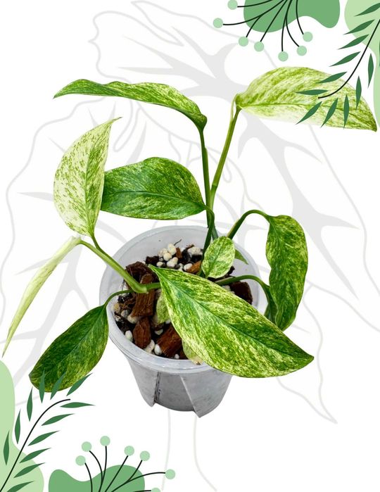 Monstera Laniata Mint Ø-10cm H-20cm