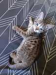 Para oferecer: gatinho adorável, limpa e desmamada