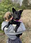 Ozzzy w typie staffika i kundelka - do adopcji
