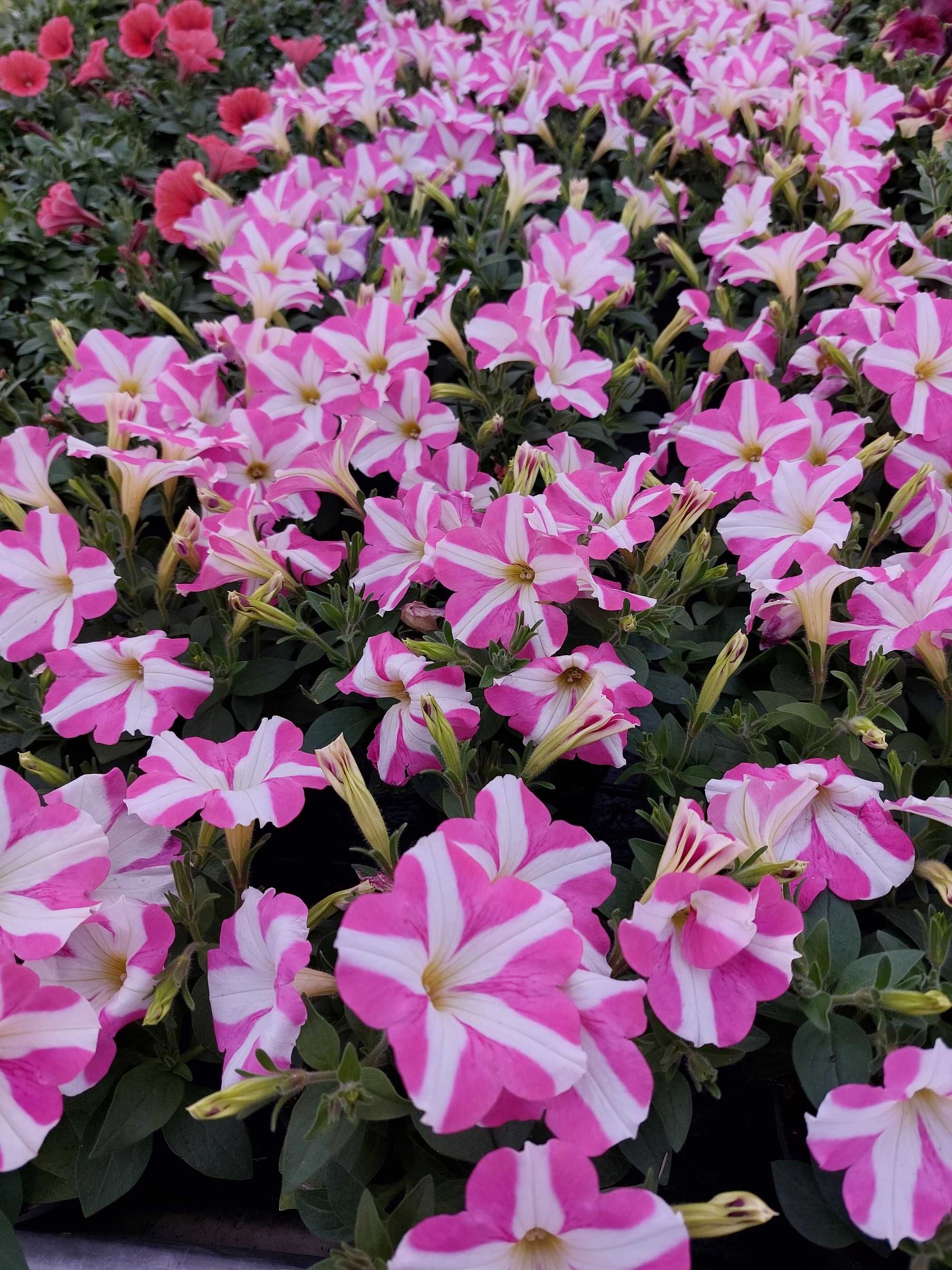 Rośliny ozdobne surfinie, pelargonie