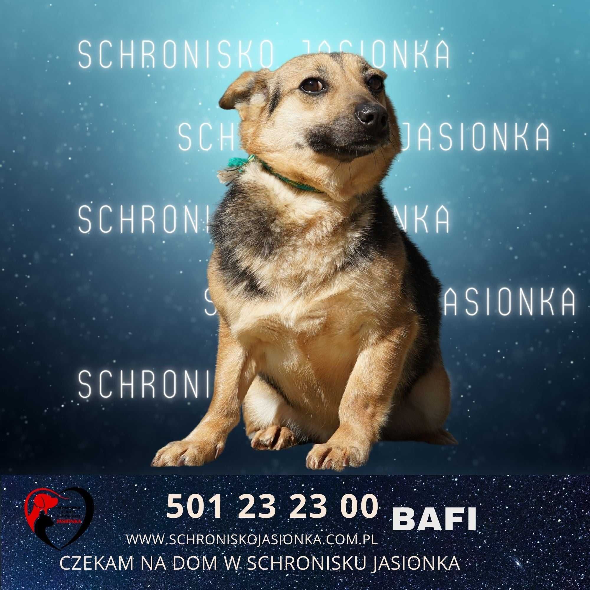 Bafi do adopcji schronisko Jasionka