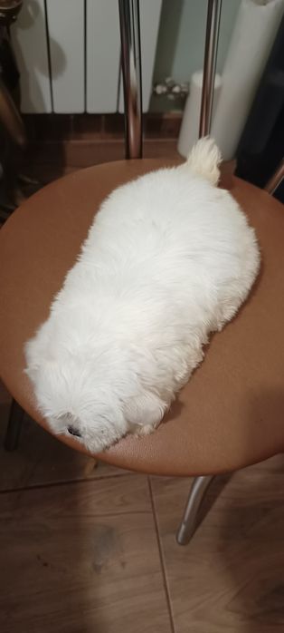 Suczka, mal shi, maltańczyk, shih tzu,