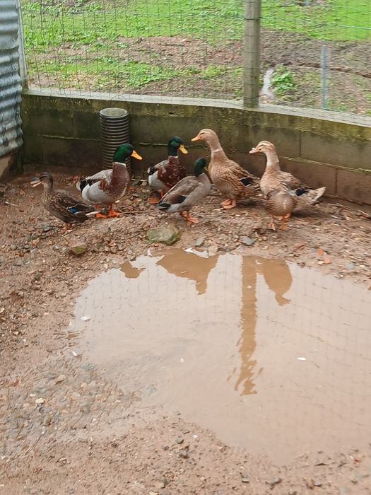 Patos Reais dois casais