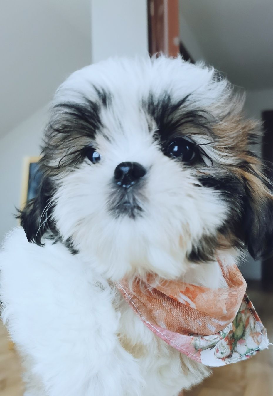 Shih tzu z domowej hodowli