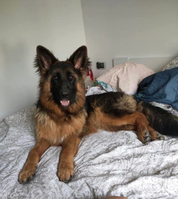 Nadal poszukiwana Bella