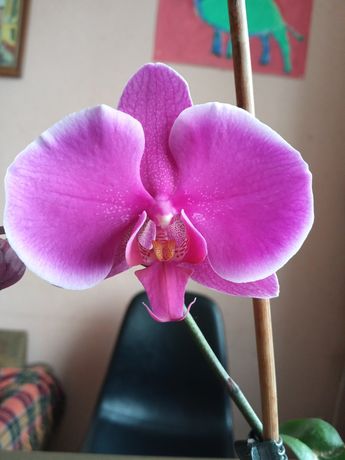 Продам орхидею дом